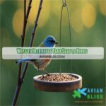 Can Birds Eat Flax Seeds Surprising Benefits Risks Revealed