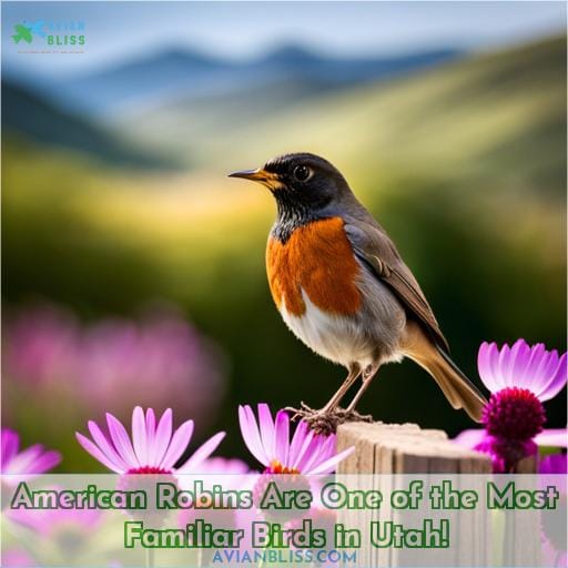 American Robins Are One of the Most Familiar Birds in Utah!