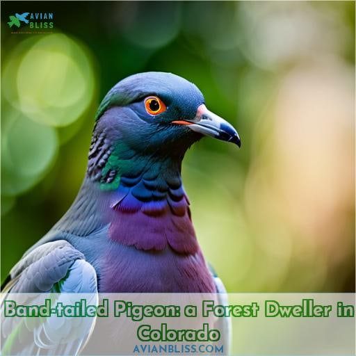 Band-tailed Pigeon: a Forest Dweller in Colorado