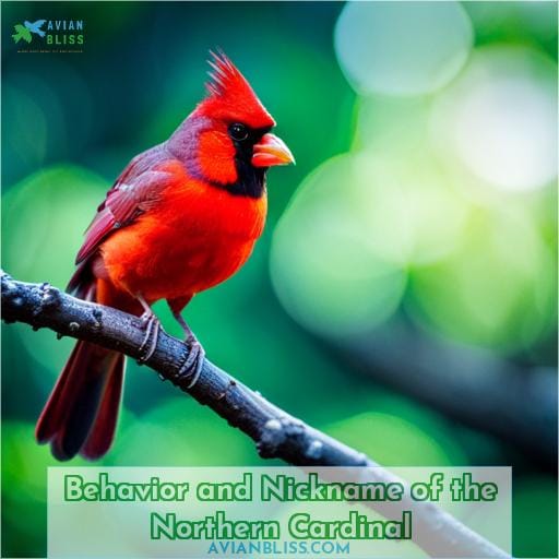 Behavior and Nickname of the Northern Cardinal