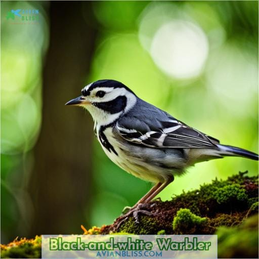 Black-and-white Warbler