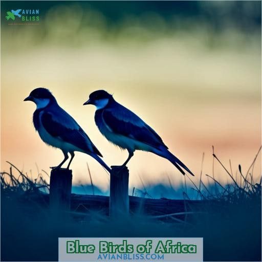 Blue Birds of Africa