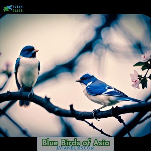Blue Birds of Asia