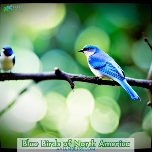 Blue Birds of North America