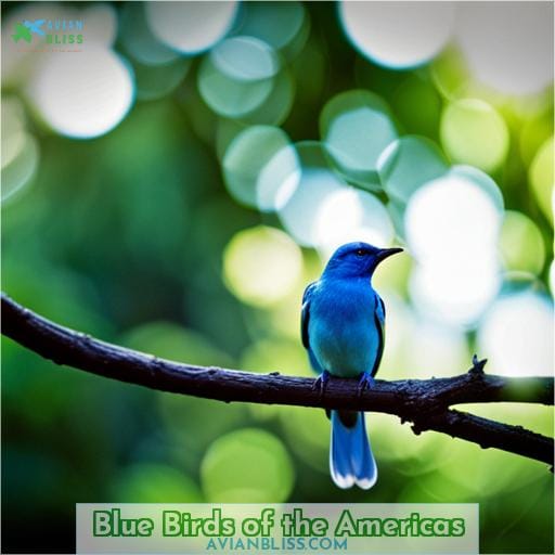Blue Birds of the Americas