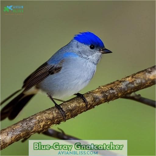 Blue-gray Gnatcatcher