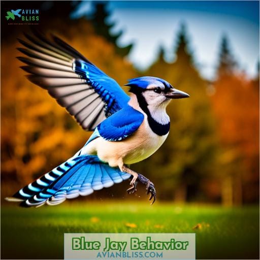 Blue Jay Behavior