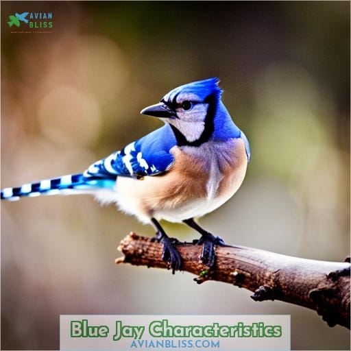 Blue Jay Characteristics