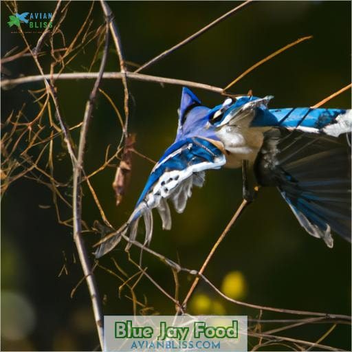 Blue Jay Food