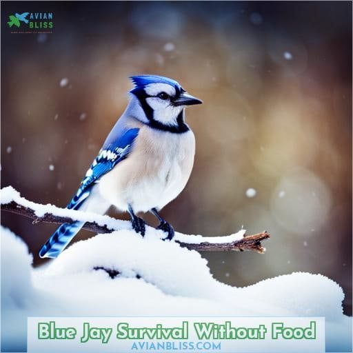 Blue Jay Survival Without Food