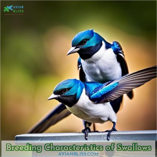 Breeding Characteristics of Swallows