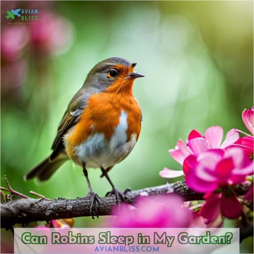 Can Robins Sleep in My Garden