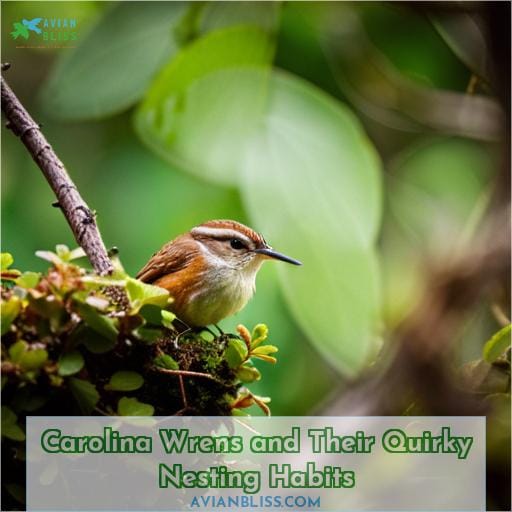 Carolina Wrens and Their Quirky Nesting Habits