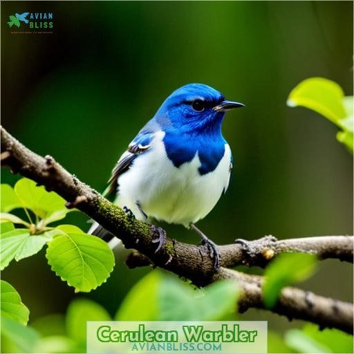 Cerulean Warbler