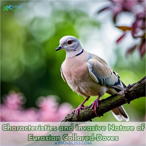 Characteristics and Invasive Nature of Eurasian Collared-Doves