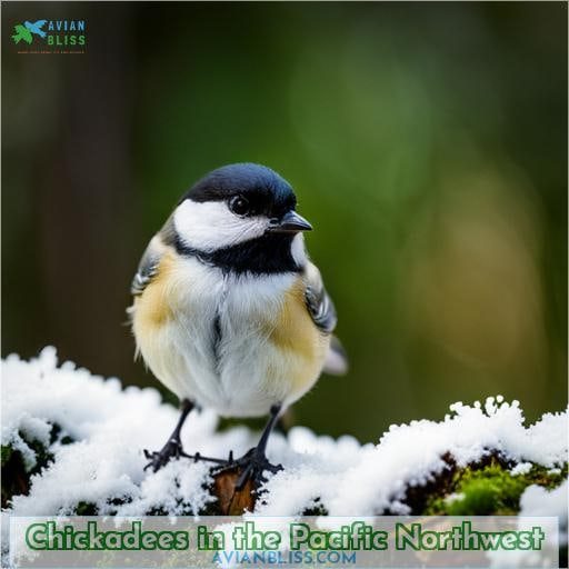 Chickadees in the Pacific Northwest