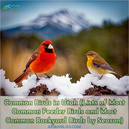 Common Birds in Utah (Lists of Most Common Feeder Birds and Most Common Backyard Birds by Season)