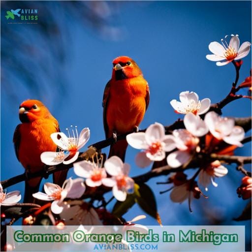 Common Orange Birds in Michigan