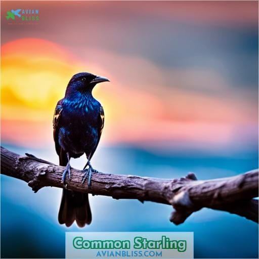 Common Starling