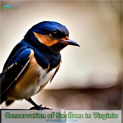 Conservation of Swallows in Virginia
