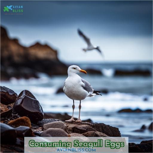Consuming Seagull Eggs