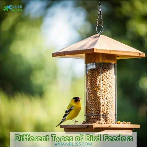 Different Types of Bird Feeders