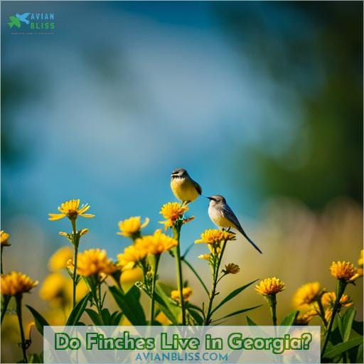 Do Finches Live in Georgia