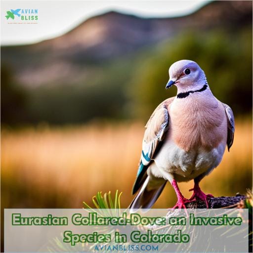Eurasian Collared-Dove: an Invasive Species in Colorado