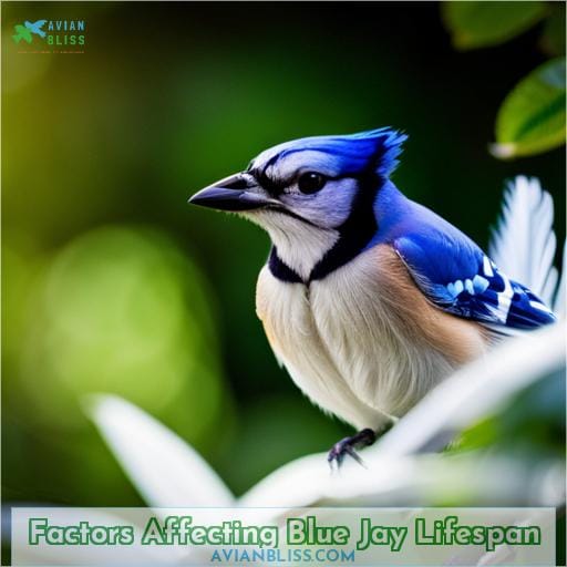 Factors Affecting Blue Jay Lifespan