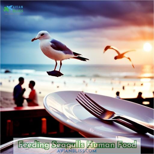 Feeding Seagulls Human Food