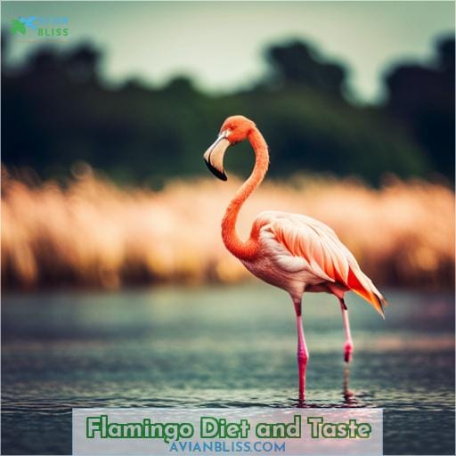 Flamingo Diet and Taste