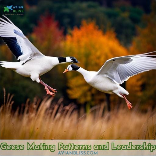 Geese Mating Patterns and Leadership