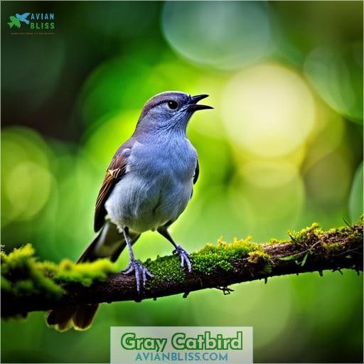 Gray Catbird