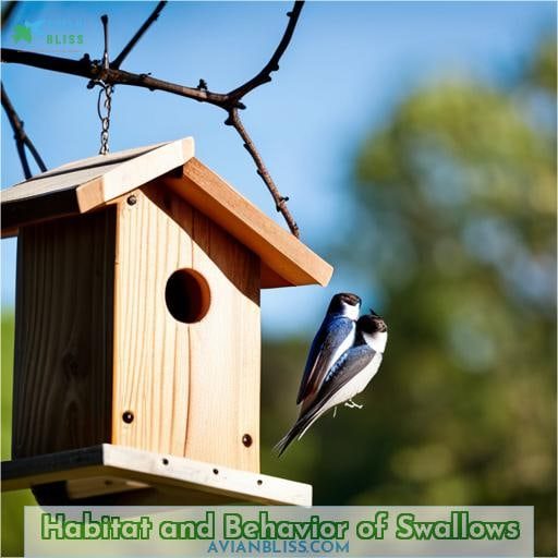Habitat and Behavior of Swallows