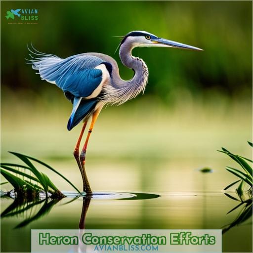 Heron Conservation Efforts