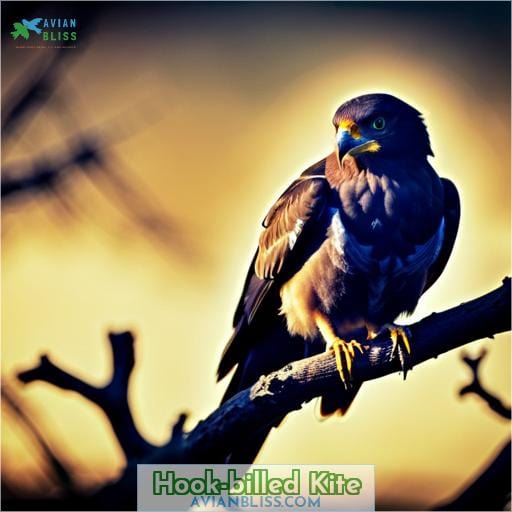 Hook-billed Kite