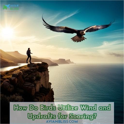 How Do Birds Utilize Wind and Updrafts for Soaring
