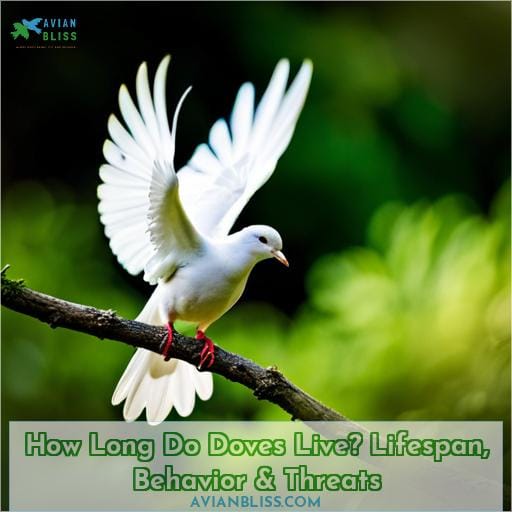 how long do doves live