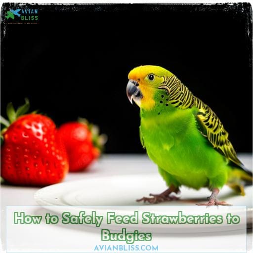 How to Safely Feed Strawberries to Budgies