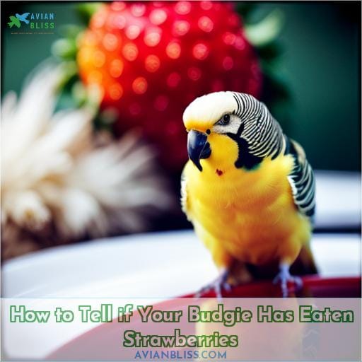 How to Tell if Your Budgie Has Eaten Strawberries