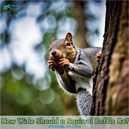 How Wide Should a Squirrel Baffle Be