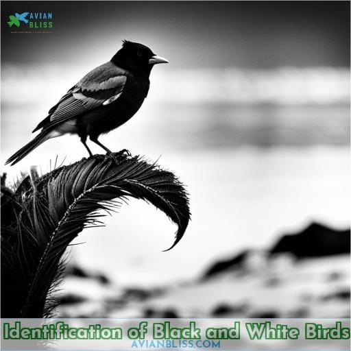 Identification of Black and White Birds