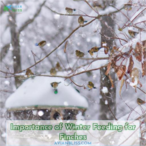Importance of Winter Feeding for Finches