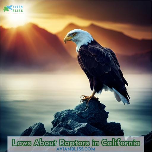 Laws About Raptors in California
