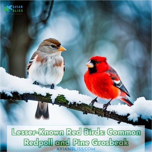Lesser-Known Red Birds: Common Redpoll and Pine Grosbeak