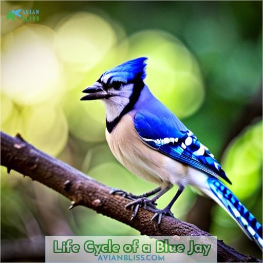 Life Cycle of a Blue Jay
