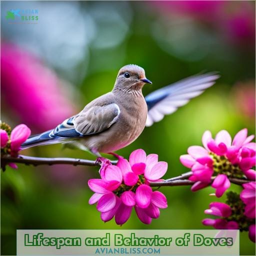 Lifespan and Behavior of Doves