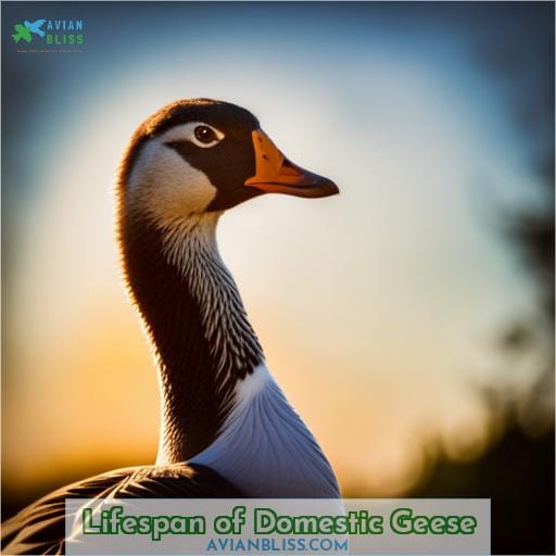 Lifespan of Domestic Geese