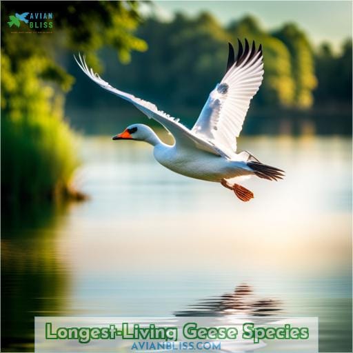 Longest-Living Geese Species