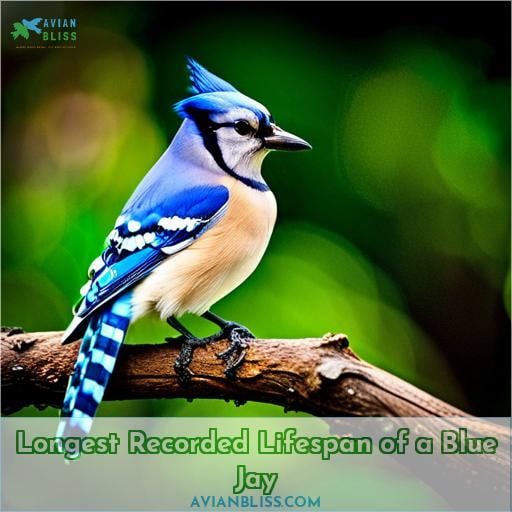 Longest Recorded Lifespan of a Blue Jay